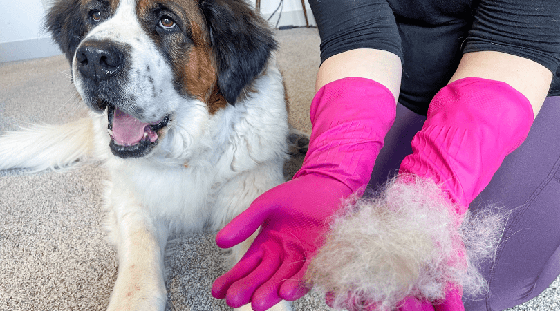 Use Rubber Gloves To Pick Up Pet Hair